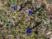 Gentiana verna ssp. pontica Kuro N, Stepantsminda, Mtskheta-Mtianeti, Georgia 20180424_3499