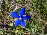 Gentiana verna ssp. pontica Kuro N, Stepantsminda, Mtskheta-Mtianeti, Georgia 20180424_3500