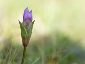 Gentianella campestris - Kustgentiana