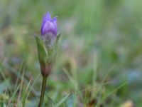 Gentianella campestris ssp. baltica Högebjär, Dalby, Lund, Skåne, Sweden 20150906_0029