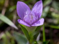 Gentianella campestris ssp. baltica Högebjär, Dalby, Lund, Skåne, Sweden 20150906_0037