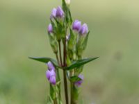 Gentianella campestris ssp. baltica Högebjär, Dalby, Lund, Skåne, Sweden 20150906_0041