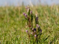 Gentianella uliginosa Eskiltorps ängar, Vellinge, Skåne, Sweden 20170829_0008