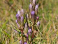 Gentianella uliginosa Eskiltorps ängar, Vellinge, Skåne, Sweden 20170829_0010