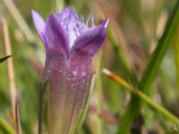 Gentianella uliginosa Eskiltorps ängar, Vellinge, Skåne, Sweden 20170829_0011