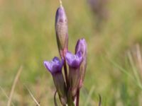 Gentianella uliginosa Eskiltorps ängar, Vellinge, Skåne, Sweden 20170829_0013