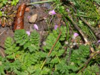 Erodium cicutarium Fritz Bauers gata, MAS, Malmö, Skåne, Sweden 20241026_0045