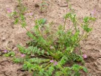 Erodium cicutarium Norra stigen, Toarp, Malmö, Skåne, Sweden 20230630_0175