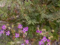 Erodium cicutarium Ulricedal, Malmö, Skåne, Sweden 20210727_0027