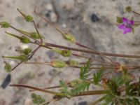 Erodium cicutarium Ulricedal, Malmö, Skåne, Sweden 20210727_0028