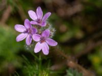 Erodium cicutarium Utsiktsvägen, Malmö, Skåne, Sweden 20210606_0014