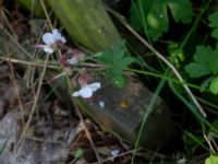 Geranium × cantabrigiense Gullbranna, Halmstad, Halland, Sweden 20190606_0025