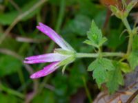 Geranium × oxonianum Brunnshögs f.d. odlingsområde, Lund, Skåne, Sweden 20241012_0004