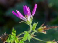 Geranium × oxonianum Brunnshögs f.d. odlingsområde, Lund, Skåne, Sweden 20241012_0005