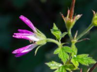 Geranium × oxonianum Brunnshögs f.d. odlingsområde, Lund, Skåne, Sweden 20241012_0009