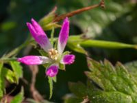 Geranium × oxonianum Brunnshögs f.d. odlingsområde, Lund, Skåne, Sweden 20241012_0010