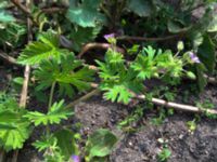 Geranium columbinum Lokstallarna, Malmö, Skåne, Sweden 20160523_IMG_4367