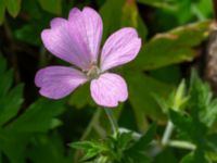 Geranium endressii Brunnshögs f.d. odlingsområde, Lund, Skåne, Sweden 20240830_0073