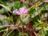 Geranium endressii Brunnshögs f.d. odlingsområde, Lund, Skåne, Sweden 20240830_0076