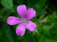 Geranium endressii Lagerbrings väg, Lund, Skåne, Sweden 20190712_0078