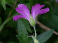 Geranium endressii Lagerbrings väg, Lund, Skåne, Sweden 20190712_0079