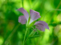 Geranium endressii Strandåsvägen, Malmö, Skåne, Sweden 20200626_0030