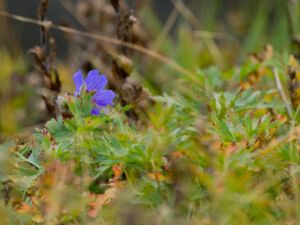 Geranium gymnocaulon