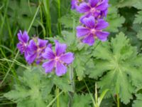 Geranium ibericum Björka, Helsingborg, Skåne, Sweden 20240601_0018