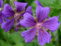 Geranium ibericum Björka, Helsingborg, Skåne, Sweden 20240601_0020