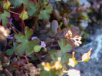 Geranium lucidum Gråborg, Mörbylånga, Öland, Sweden 20150607_0022