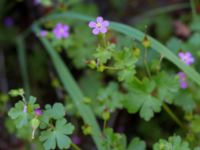 Geranium lucidum Gråborg, Mörbylånga, Öland, Sweden 20150607_0023