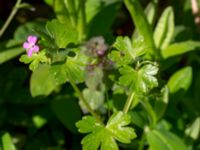 Geranium lucidum Grönskog, Borgholm, Öland, Sweden 20190525_0086