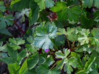 Geranium lucidum Hällevik, Simrishamn, Skåne, Sweden 20170506_0176