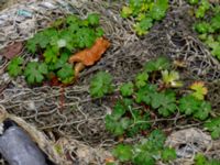 Geranium lucidum Hällevik, Simrishamn, Skåne, Sweden 20181124_0100