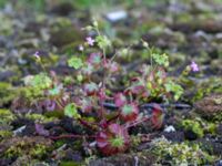 Geranium lucidum Utställningsgatan, Malmö, Skåne, Sweden 20190531_0116