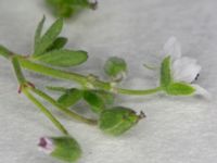 Geranium molle Midsommarängen, Norra Friluftsstaden, Malmö, Skåne, Sweden 20160802_0006