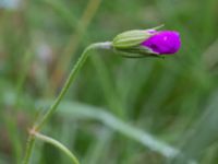 Geranium palustre Kungsmarken, Lund, Skåne, Sweden 20150727_0026