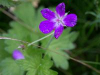 Geranium palustre Kungsmarken, Lund, Skåne, Sweden 20170717_0064