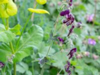 Geranium phaeum Borgarparken, Lund, Skåne, Sweden 20180517_0017