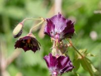 Geranium phaeum Ulricedal, Malmö, Skåne, Sweden 20200514_0017