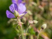 Geranium pratense Ängavallsparken, Vellinge, Skåne, Sweden 20240627_0058