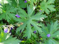 Geranium pratense Ängavallsparken, Vellinge, Skåne, Sweden 20240627_0059