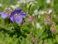 Geranium pratense Ödetomterna, Bunkeflo strandängar, Malmö, Skåne, Sweden 20220624_0040