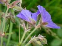 Geranium pratense Ödetomterna, Bunkeflo strandängar, Malmö, Skåne, Sweden 20240617_0082