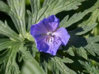 Geranium pratense Ulricedal, Malmö, Skåne, Sweden 20240602_0016