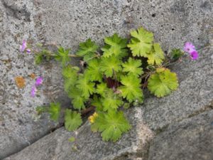 Geranium pusillum - Small-flowered Crane's-bill - Sparvnäva