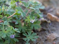 Geranium pusillum Katrinetorp, Malmö, Skåne, Sweden 20151114_0071