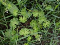 Geranium pusillum Komstadgården, Simrishamn, Skåne, Sweden 20170610_0033