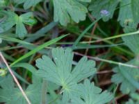 Geranium pyrenaicum Jaktmarksgatan 30, Lund, Skåne, Sweden 20240924_0011