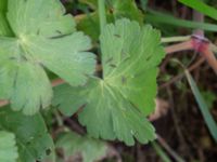 Geranium pyrenaicum Komstadgården, Simrishamn, Skåne, Sweden 20170610_0022